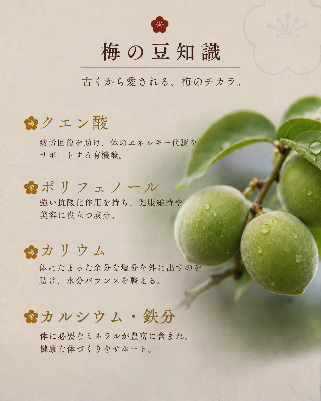 減塩はちみつ梅　塩分約３％